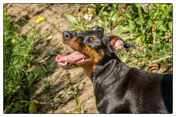 Post The Happiest Dogs Who Show The Best Smiles (346 Pics)