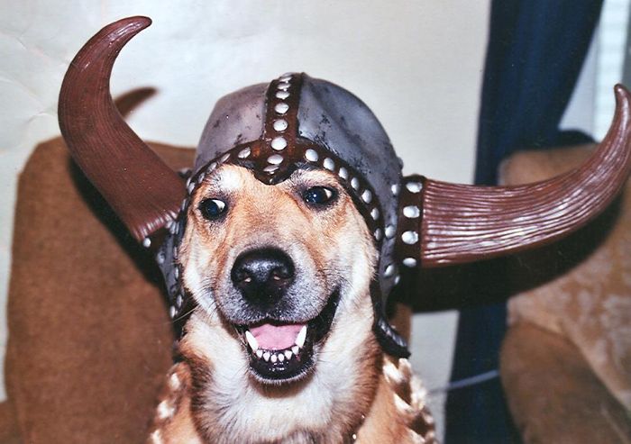 Post The Happiest Dogs Who Show The Best Smiles (346 Pics)