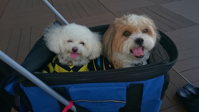 Post The Happiest Dogs Who Show The Best Smiles (346 Pics)