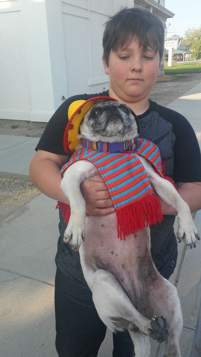 Post The Happiest Dogs Who Show The Best Smiles (346 Pics)