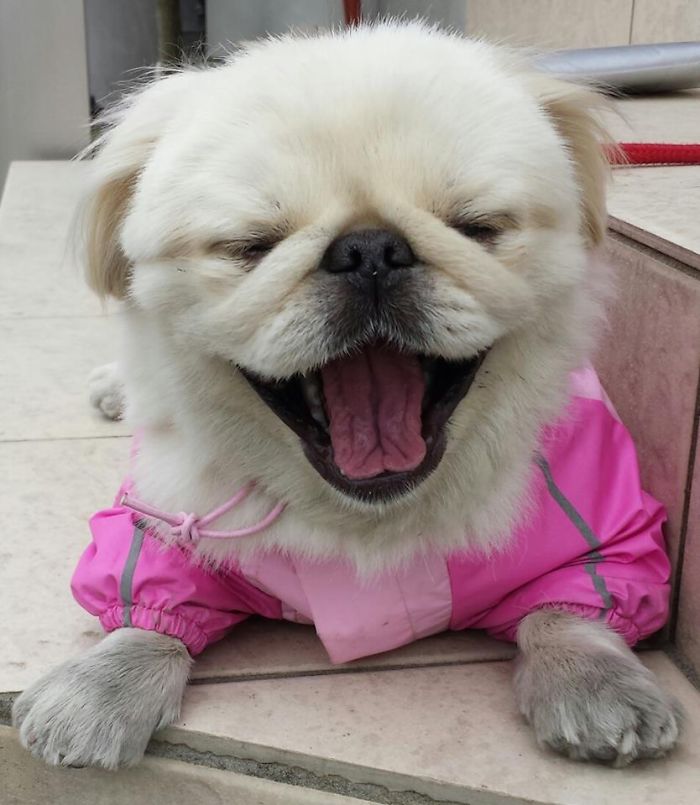 Post The Happiest Dogs Who Show The Best Smiles (346 Pics)