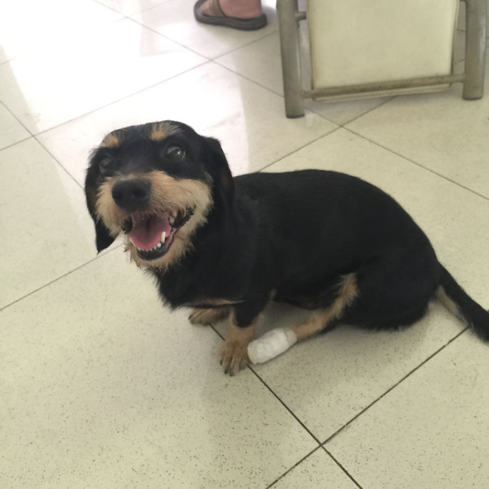 Post The Happiest Dogs Who Show The Best Smiles (346 Pics)