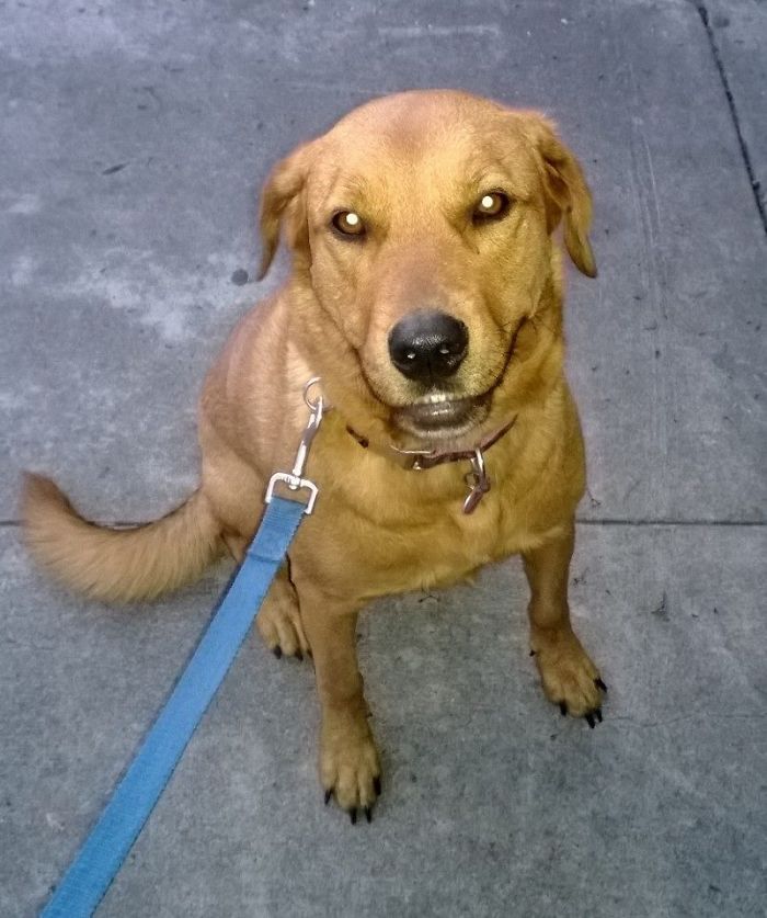 Post The Happiest Dogs Who Show The Best Smiles (346 Pics)