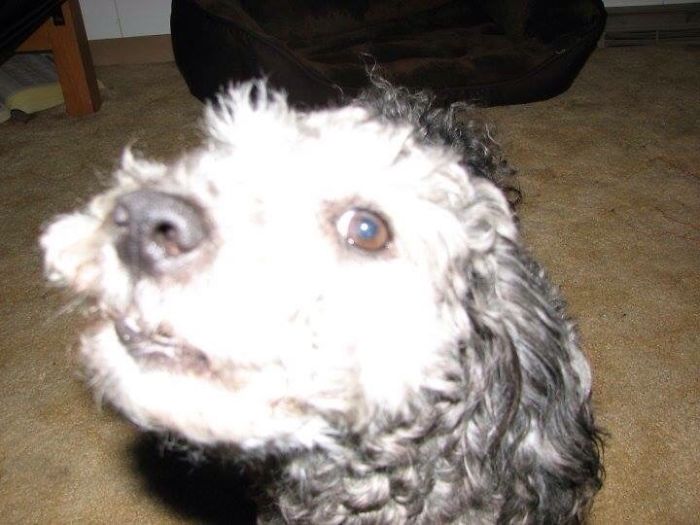 Post The Happiest Dogs Who Show The Best Smiles (346 Pics)