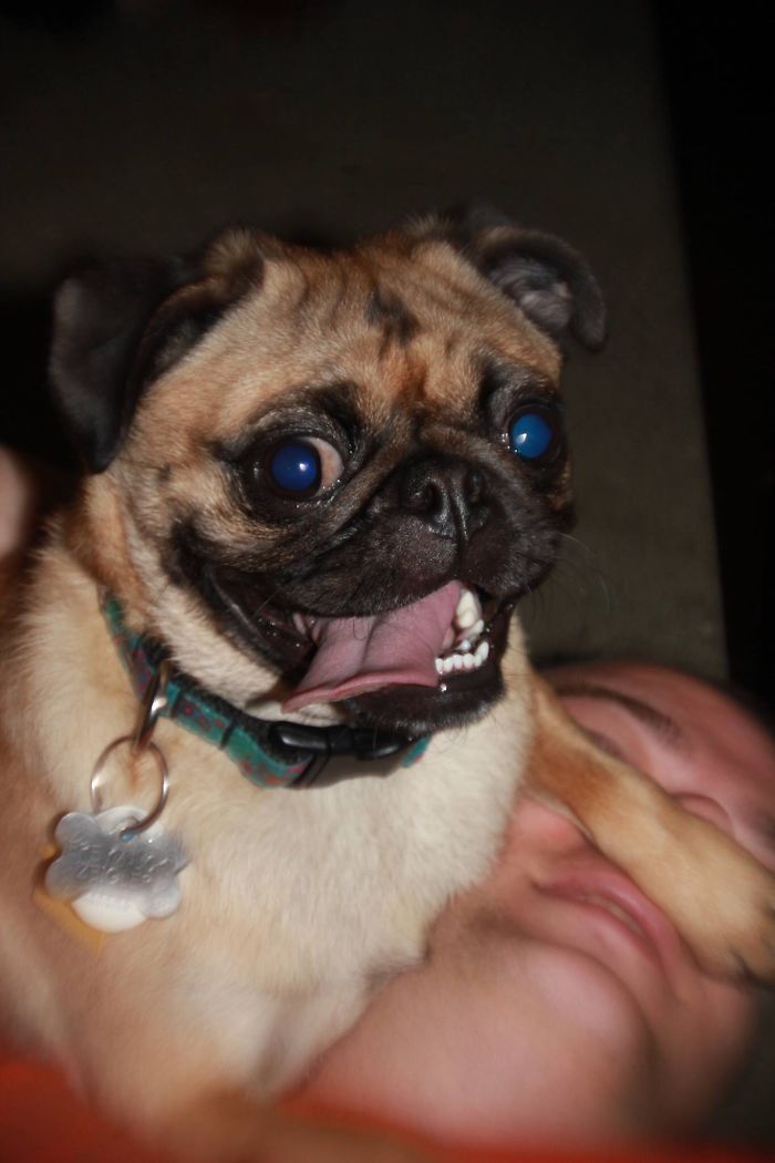 Post The Happiest Dogs Who Show The Best Smiles (346 Pics)