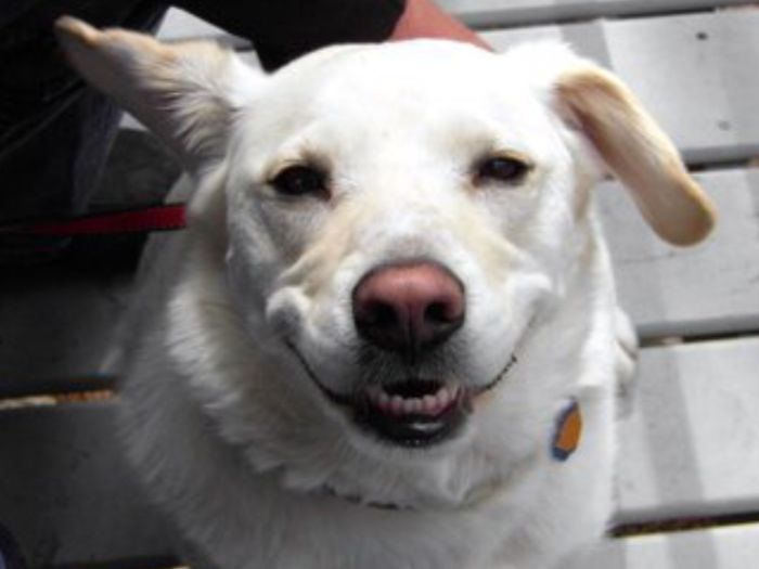 Post The Happiest Dogs Who Show The Best Smiles (346 Pics)