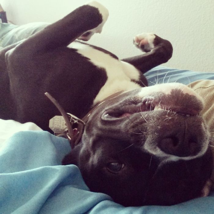 Post The Happiest Dogs Who Show The Best Smiles (346 Pics)