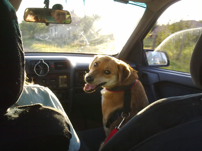 Post The Happiest Dogs Who Show The Best Smiles (346 Pics)