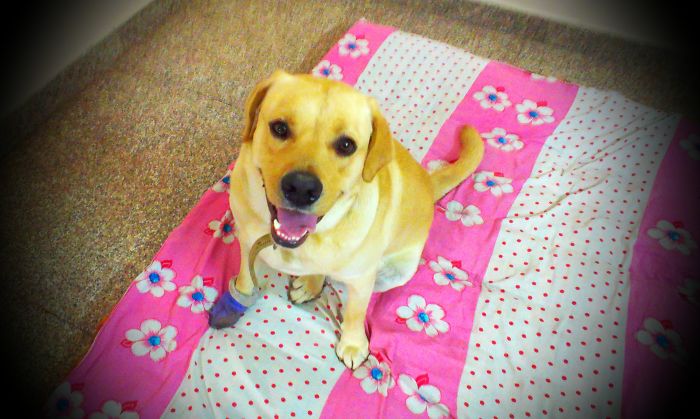 Post The Happiest Dogs Who Show The Best Smiles (346 Pics)