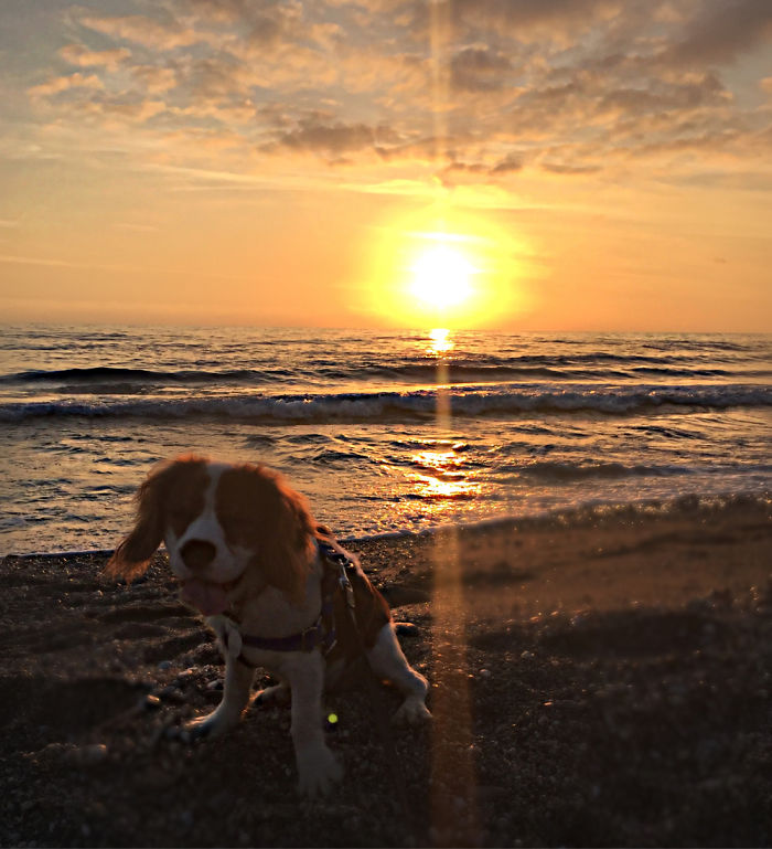 Post The Happiest Dogs Who Show The Best Smiles (346 Pics)