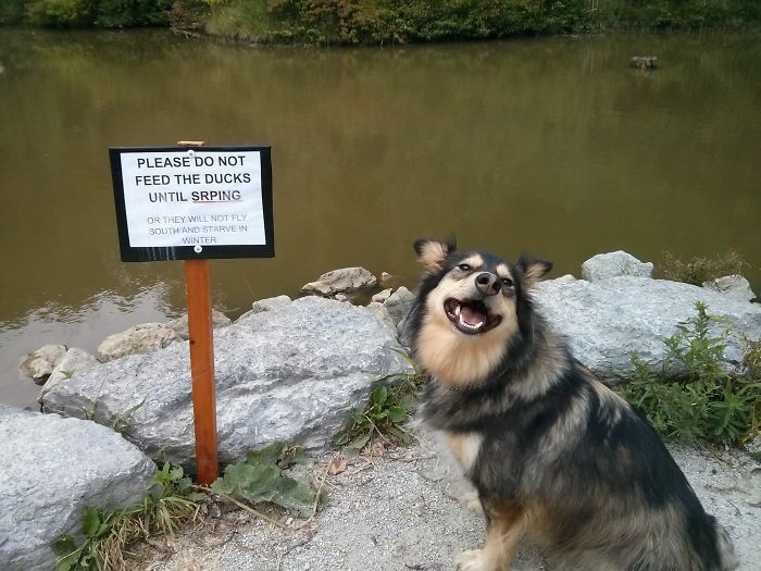 Post The Happiest Dogs Who Show The Best Smiles (346 Pics)