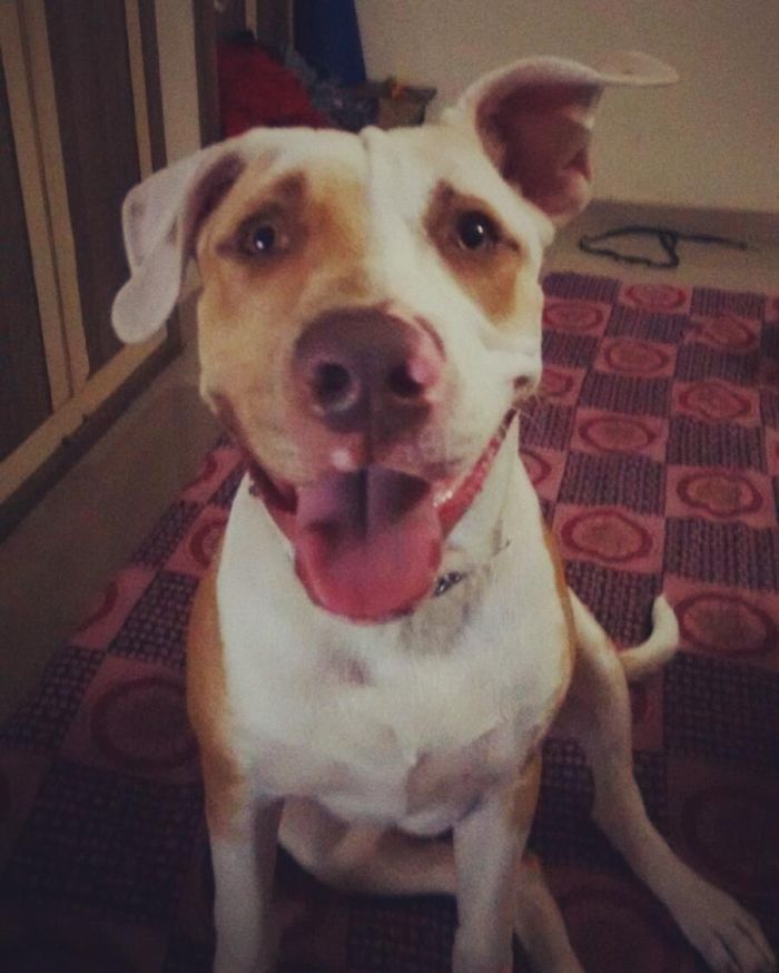 Post The Happiest Dogs Who Show The Best Smiles (346 Pics)