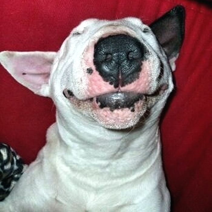 Post The Happiest Dogs Who Show The Best Smiles (346 Pics)