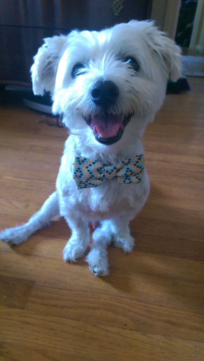 Post The Happiest Dogs Who Show The Best Smiles (346 Pics)