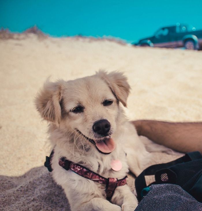 Post The Happiest Dogs Who Show The Best Smiles (346 Pics)