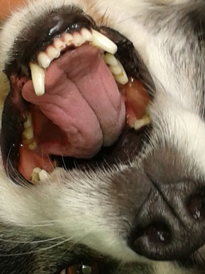 Post The Happiest Dogs Who Show The Best Smiles (346 Pics)