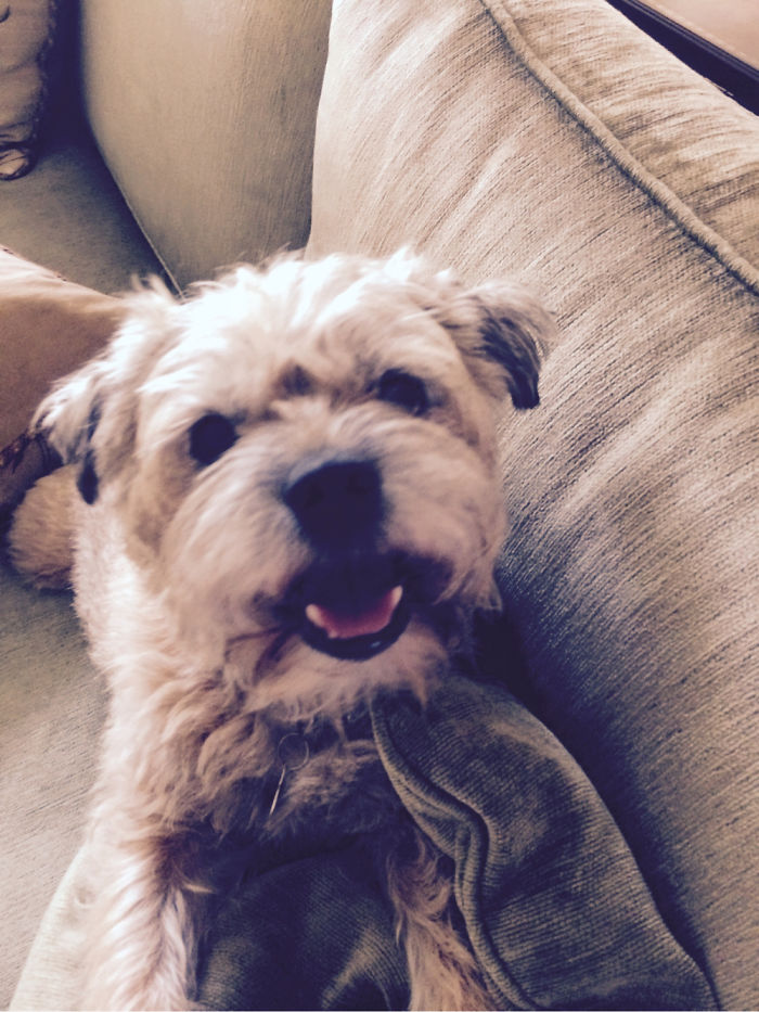 Post The Happiest Dogs Who Show The Best Smiles (346 Pics)