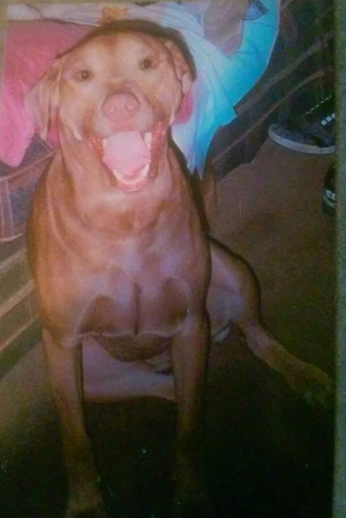 Post The Happiest Dogs Who Show The Best Smiles (346 Pics)