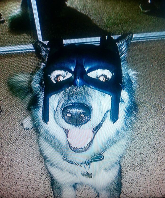 Post The Happiest Dogs Who Show The Best Smiles (346 Pics)