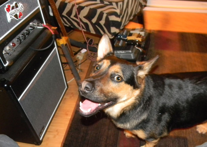 Post The Happiest Dogs Who Show The Best Smiles (346 Pics)