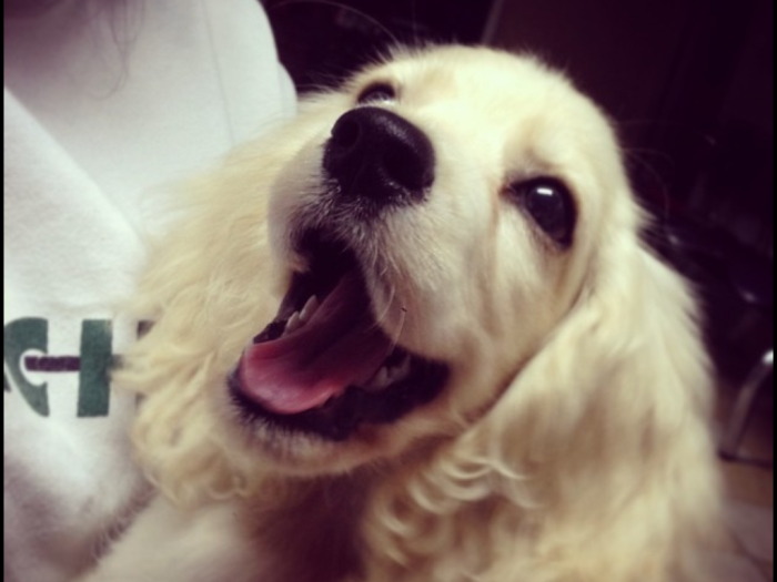 Post The Happiest Dogs Who Show The Best Smiles (346 Pics)