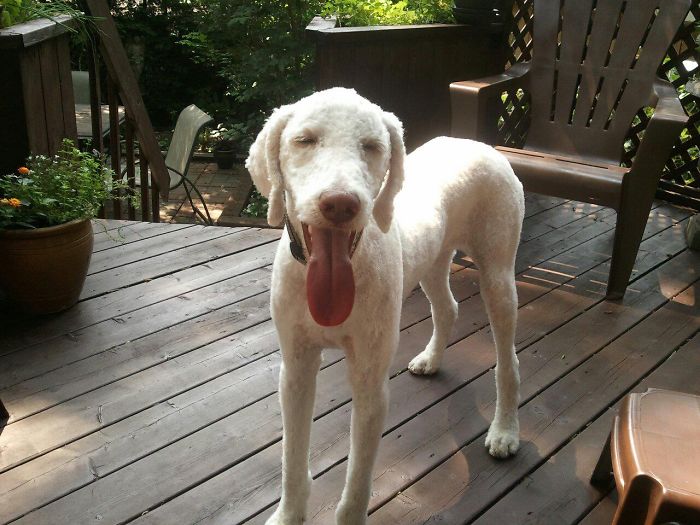 Post The Happiest Dogs Who Show The Best Smiles (346 Pics)