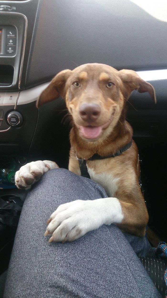 Post The Happiest Dogs Who Show The Best Smiles (346 Pics)