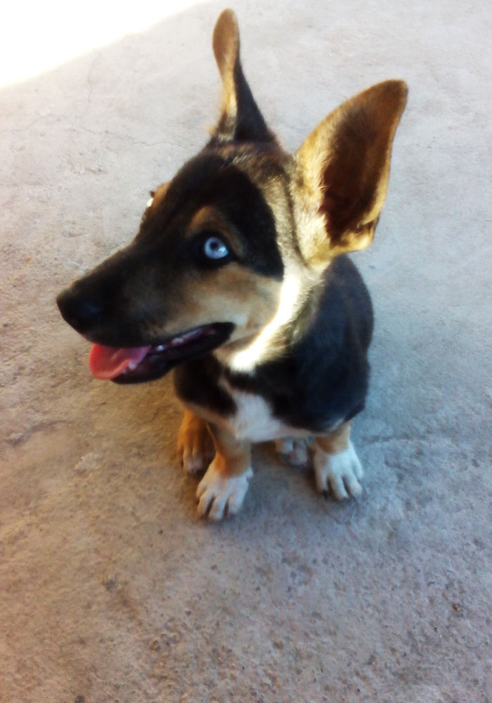 Post The Happiest Dogs Who Show The Best Smiles (346 Pics)