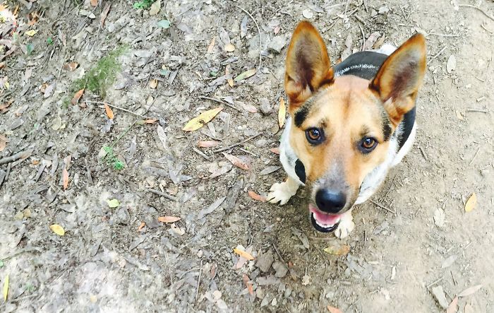 Post The Happiest Dogs Who Show The Best Smiles (346 Pics)