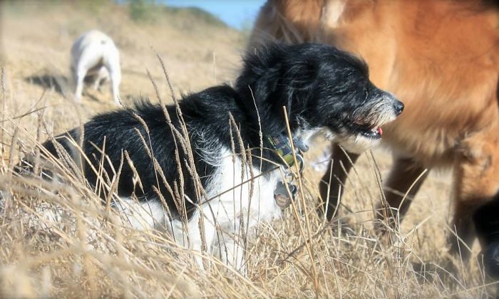 Post The Happiest Dogs Who Show The Best Smiles (346 Pics)