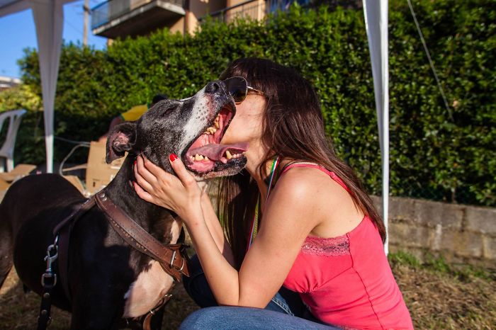 Post The Happiest Dogs Who Show The Best Smiles (346 Pics)