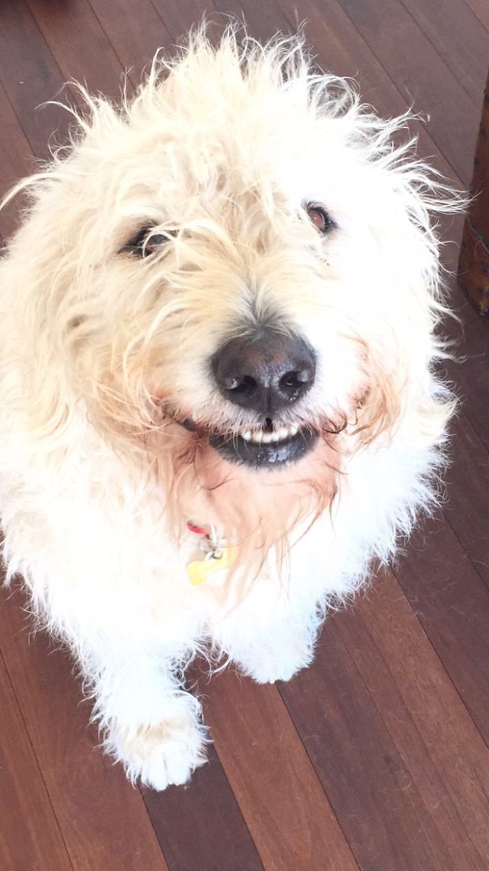 Post The Happiest Dogs Who Show The Best Smiles (346 Pics)