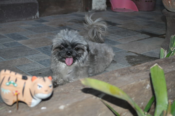 Post The Happiest Dogs Who Show The Best Smiles (346 Pics)