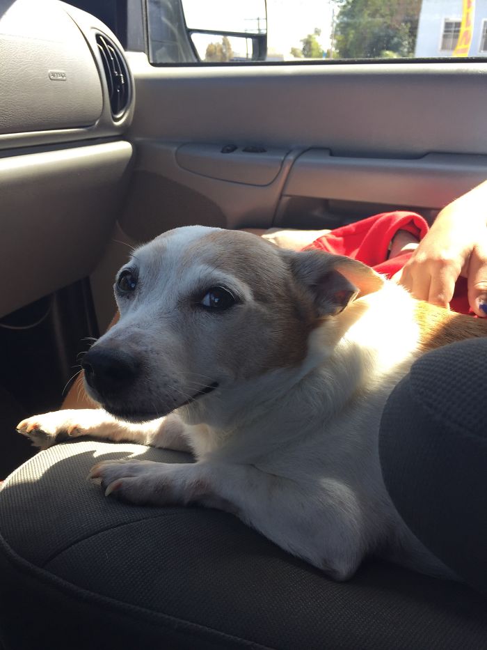 Post The Happiest Dogs Who Show The Best Smiles (346 Pics)