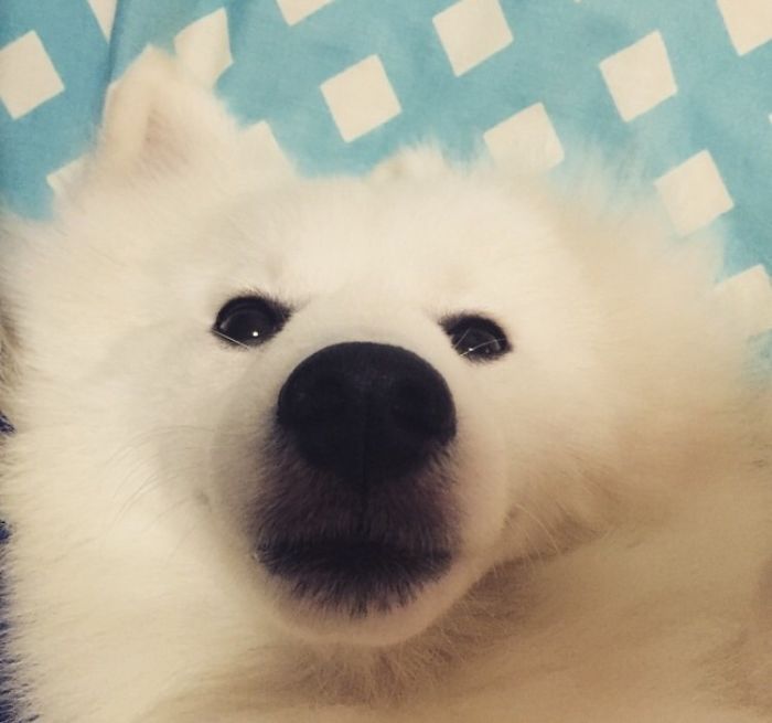 Post The Happiest Dogs Who Show The Best Smiles (346 Pics)