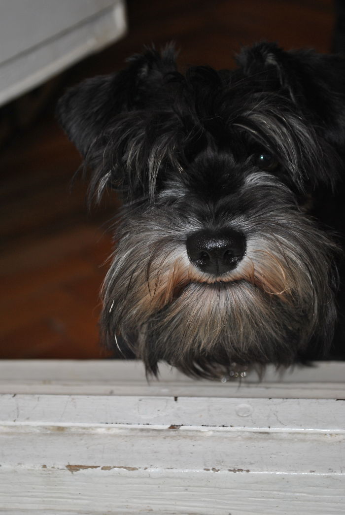 Post The Happiest Dogs Who Show The Best Smiles (346 Pics)