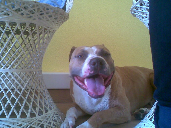 Post The Happiest Dogs Who Show The Best Smiles (346 Pics)