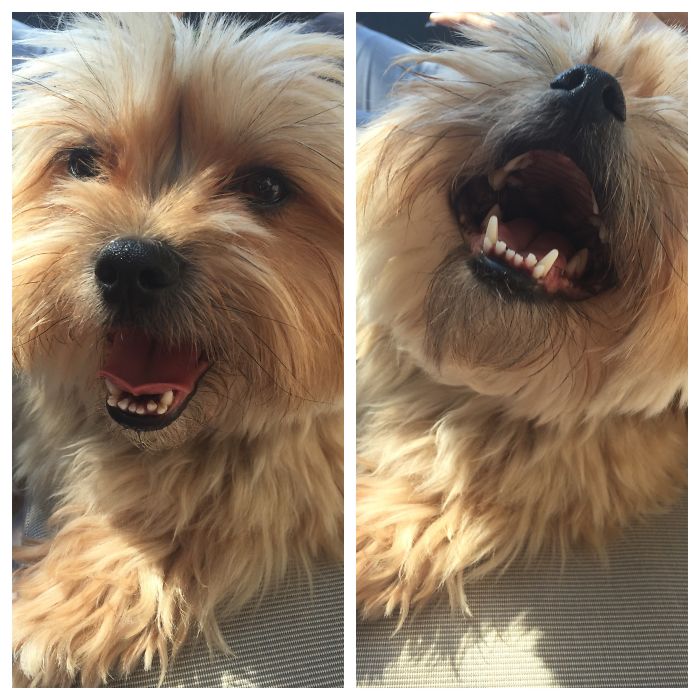 Post The Happiest Dogs Who Show The Best Smiles (346 Pics)