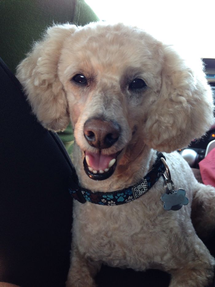 Post The Happiest Dogs Who Show The Best Smiles (346 Pics)