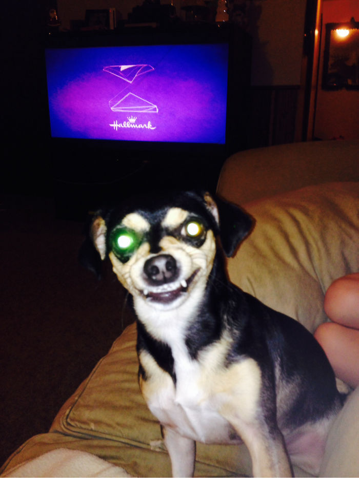 Post The Happiest Dogs Who Show The Best Smiles (346 Pics)