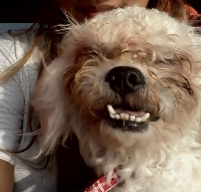 Post The Happiest Dogs Who Show The Best Smiles (346 Pics)