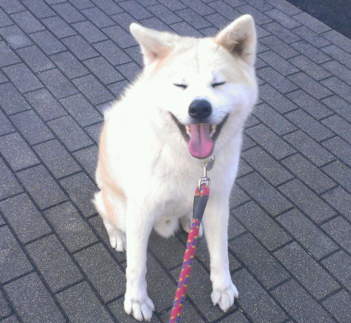 Post The Happiest Dogs Who Show The Best Smiles (346 Pics)