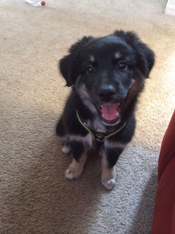 Post The Happiest Dogs Who Show The Best Smiles (346 Pics)