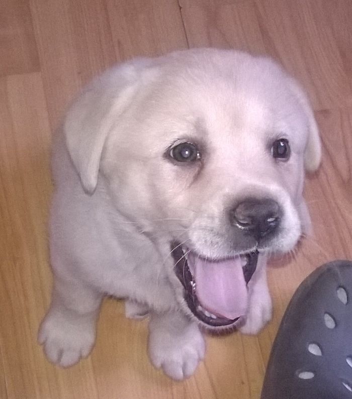 Post The Happiest Dogs Who Show The Best Smiles (346 Pics)