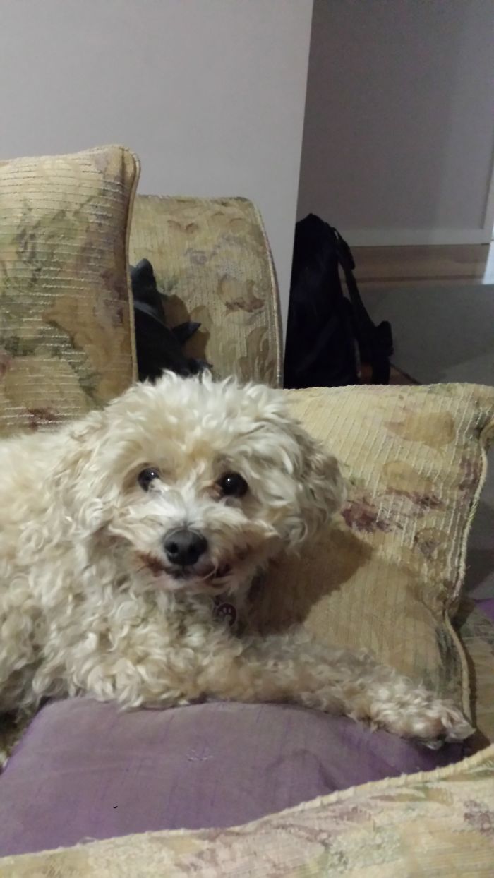 Post The Happiest Dogs Who Show The Best Smiles (346 Pics)