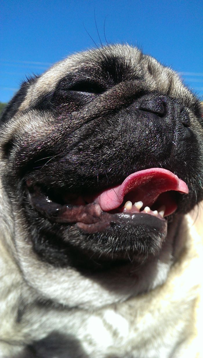 Post The Happiest Dogs Who Show The Best Smiles (346 Pics)