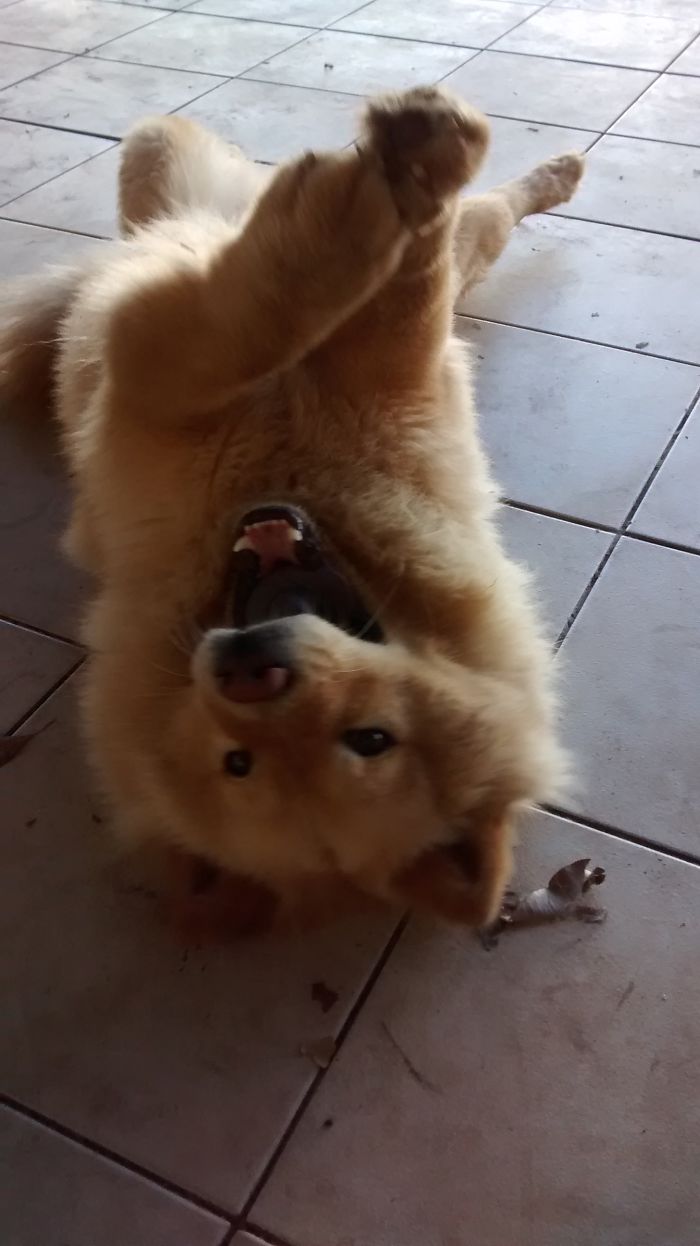 Post The Happiest Dogs Who Show The Best Smiles (346 Pics)