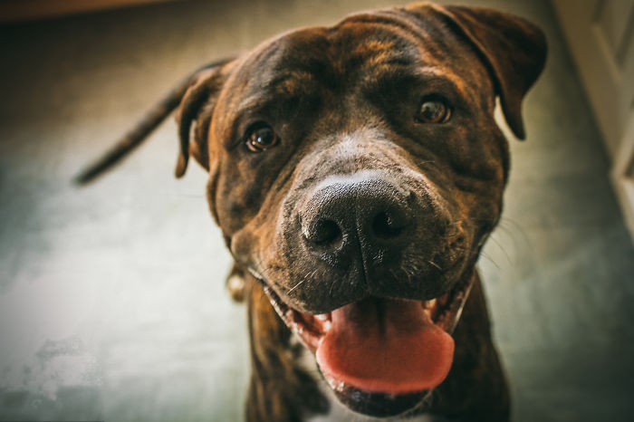 Post The Happiest Dogs Who Show The Best Smiles (346 Pics)