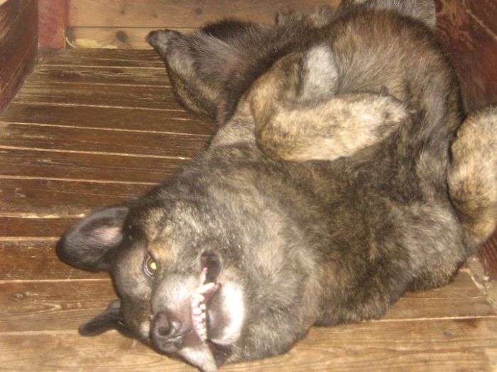 Post The Happiest Dogs Who Show The Best Smiles (346 Pics)