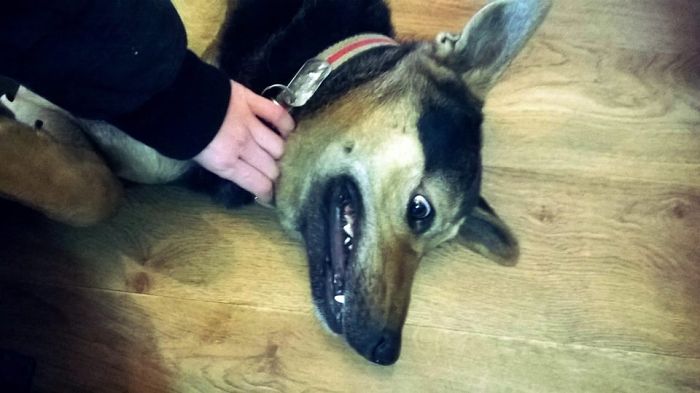 Post The Happiest Dogs Who Show The Best Smiles (346 Pics)